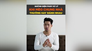 Những biện pháp xử lý khi mèo chung nhà thường hay đánh nhau petonesaigon petnhatrang tuitienpet dcgr