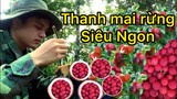 Mùa hoa quả trên miền núi | thanh mai rừng siêu ngon | TRIỆU VLOG