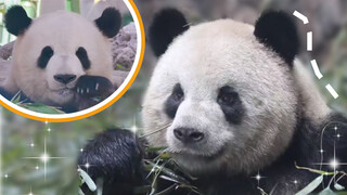 Menghitung panda dengan wajah terbulat.