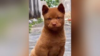 🙂🙂🙂🙂🙂🙂🙂 dog cho hoiyeucho yeuchoco thucung cậuvàng xuhuong