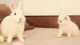 Lần đầu tiên mèo con nhìn thấy thỏ: Tai cậu sao thế?