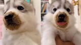 [Động vật]Khoảnh khắc tinh nghịch của những chú chó trong cuộc sống