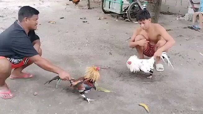 Sparing para makita ng bibili gano kagaling yung manok