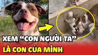 Sen bất lực với nàng Pitbull suốt ngày xem CON NGƯỜI TA là CON MÌNH 😂 | Yêu Lu