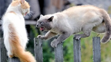 10 อันดับแมวพูดเก่ง 🔴 แมวตลกและทะเลาะกัน - Gatos Hablando Entre Ellos Discutiendo