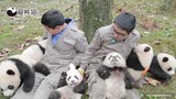 终于开始发熊猫了吗？