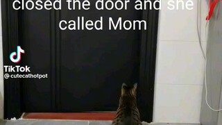 The cat call mum🙀📞.