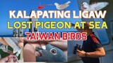 TAIWAN BIRDS - KALAPATING LIGAW- LOST RACING PIGEON at Sea
