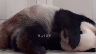 A giant panda princess unexpectedly gave birth to twins after she was suspected of having a false pr