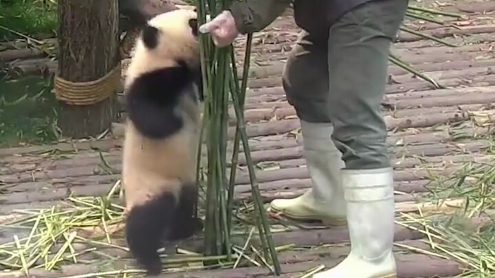 [Panda] Sudah Tak Dipukuli Selama Tiga Hari