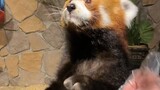 Siapa yang bisa menolak panda merah yang perutnya bisa diusap?