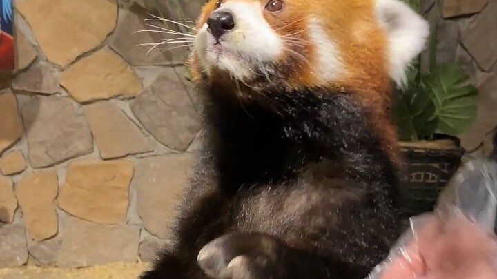 Who can say no to a red panda whose belly can be rubbed?