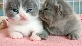 Peliharaan Imut|Anak Kucing Saling Menyukai