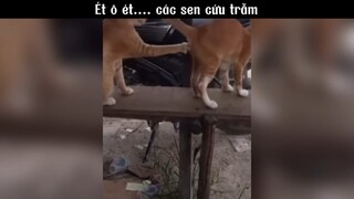 Ét ô ét...các sen cứu trẫm #meme