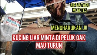 subhanallah kalian Tak Akan Percaya Kucing Ini Mengadu Keluh Kesah Hidup Di Jalanan Kepadaku..!