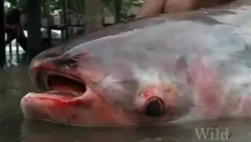 Giant Catfish of Mekong River weighs over 600LBS