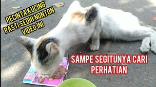 Astaga Kucing Jalanan Ini Minta Makan Sampai Pura-Pura Lumpuh Lihat Endingnya Setelah Kenyang..!