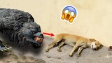 Dogs Are Confused About This Life 🐶😹 - Funniest Animals Reaction 2023 | Pets Island