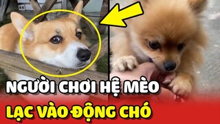 Trải nghiệm KINH HOÀNG của người CHƠI HỆ MÈO khi lỡ lạc vào ĐỘNG CHÓ 😂 | Yêu Lu