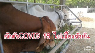 กักตัวCOVID 19 เลี้ยงวัวอยู่บ้านกันจร้า