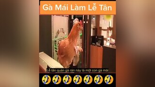 con gà mái làm lễ tân 🤣🤣 reviewphim nntreview2 reviewphimhay