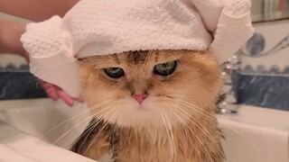 一只玩具猫洗澡，一道“白灼大橘”完美出炉！
