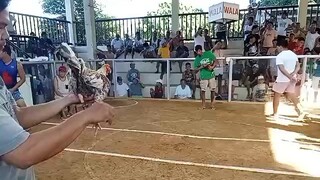 Bulik cross raptor (2nd win)