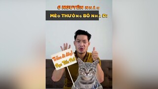 6 nguyên nhân Mèo bỏ nhà đi tuitienpet petonesaigon petnhatrang dcgr