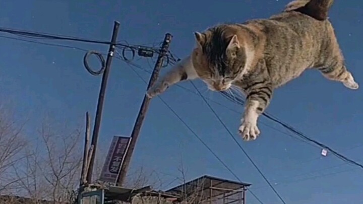 A Chinese calico cat in the countryside