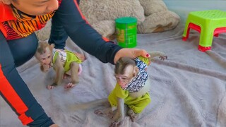 Crying Seizure!! Little adorable Toto sharply angry when Mom trying to train her to walk with 2 legs