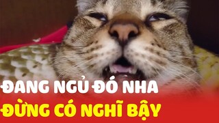 Một quả MÈO có nết ngủ siêu đáng yêu làm mù mắt người xem😂😂| Yêu Lu