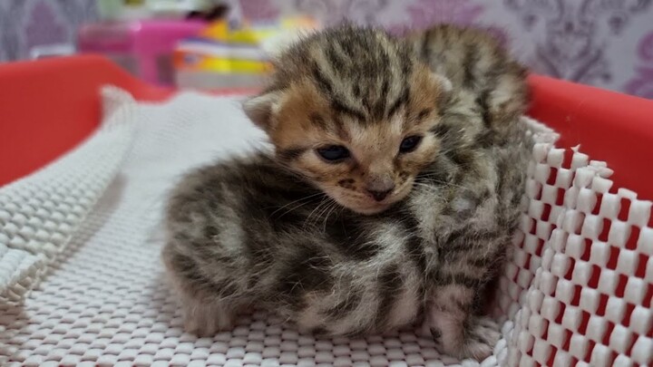 Anak Kucing Bengal