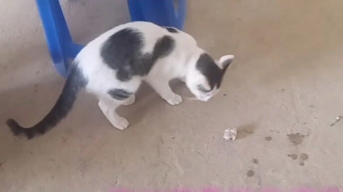 Who says African cats can't catch mice? Look, they tease the mice before eating them