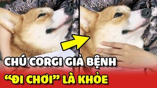 Bé Corgi GIẢ BỆNH lập tức TỈNH LẠI khi nghe 2 từ này 😂 | Yêu Lu