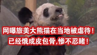 网曝旅美大熊猫在当地被虐待!已经饿成皮包骨,惨不忍睹!