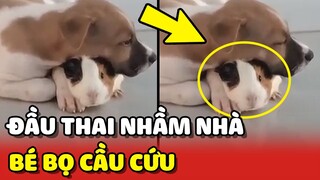 Gương mặt CẦU CỨU của chú CHUỘT LANG đầu thai vào nhà có chó 😂 | Yêu Lu