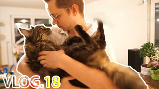 Cat|VLOG18|A Cat Missing for 100 Hours