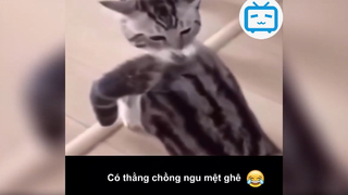 Các chúa hề ngoài đời thực p9 #funny