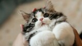 [Thú cưng] Đùa nghịch với bé mèo siêu dễ thương