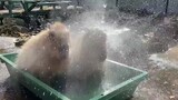 How Capybaras Take Shower