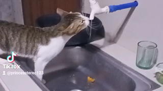 meow meow