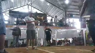 3rd FIGHT DARJ GAMEFARM WPC ELIMANATION
