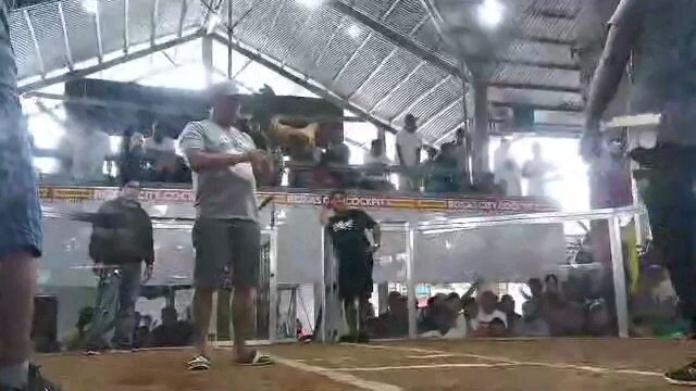 3rd FIGHT DARJ GAMEFARM WPC ELIMANATION