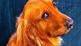 Top Guilty Dogs 🔴 Funny Guilty Dog Videos Compilation - Perros Culpables Vídeo Recopilación