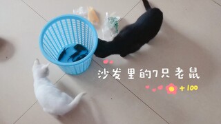 沙发掏出7只老鼠，黑白二猫终开荤，小白猫大有可为