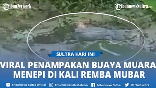 Viral Penampakan Buaya Muara Menepi di Kali Remba Muna Barat, Polisi Imbau Warga Waspada Melintas