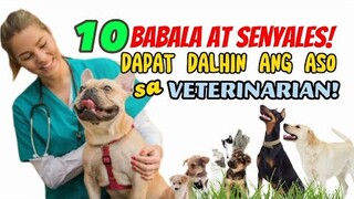 MGA BABALA AT SENYALES NA DAPAT MONG DALHIN ANG IYONG ASO SA BETERINARYO | Tenrou21