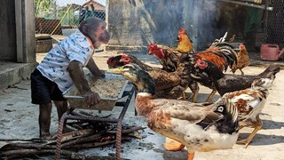 Abu farmer enlisted to help his mother feed the chickens (part 2)