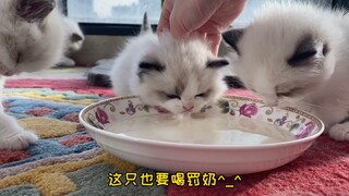 猫不喝奶强按头