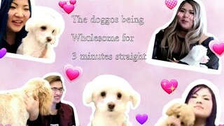 The Krew's Doggos Being Wholesome for 3 Minutes Straight